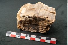 Foto (Seitenansicht) von Plantae indet.  (NHMW-GEO-2024-0188-11590)